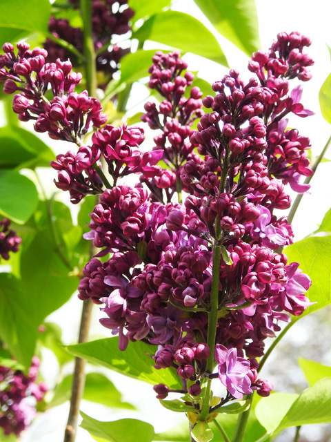 Enjoy lilacs in May