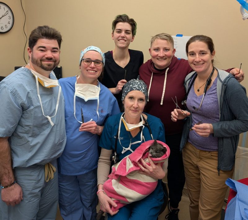 Protect your kitties